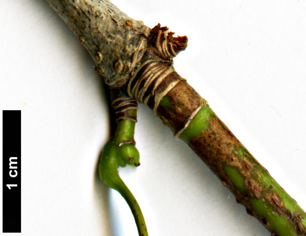 High resolution image: Family: Sapindaceae - Genus: Acer - Taxon: pictum - SpeciesSub: f. ambiguum High resolution image: Family: Sapindaceae - Genus: Acer - Taxon: pictum - SpeciesSub: f. ambiguum